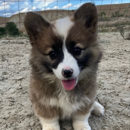Gem - Sable female Pembroke Welsh Corgi puppy in Clawson, Utah from Nielsen's Straight Arrow Corgis