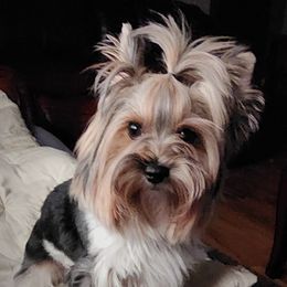 Chloe - Biewer Terrier