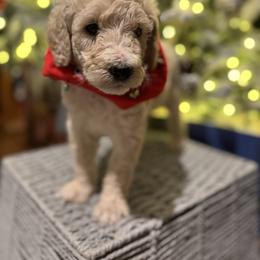 Bernedoodle and Double Doodle Puppies from ETX Dandy Doodle