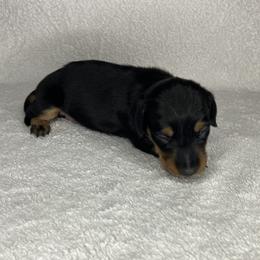 Betty - Black and tan female Dachshund puppy in Mocksville, North Carolina from The Dachs of Hazzard Dachshunds