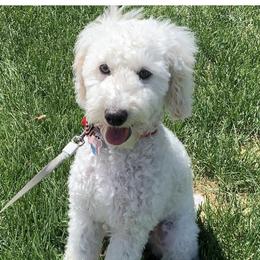 Dixie - Poodle