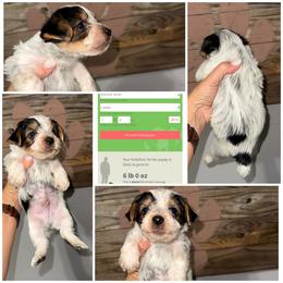 Charlie 2 Dot - Parti male Yorkshire Terrier puppy in Cleveland, Tennessee from Moody’s Morkies and More
