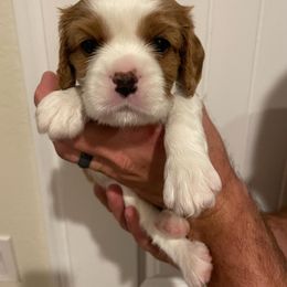 Cavalier King Charles Spaniel Puppies from Mia Loves Kingston Cavaliers