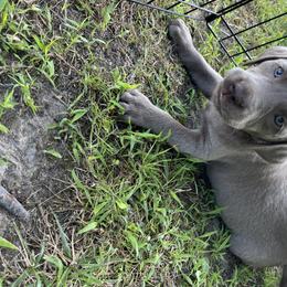Dilute Retriever Puppies from Virdin’s Silver Labs