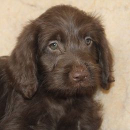 Mocha - Chocolate female Labradoodle puppy in Apache Junction, Arizona from Loving Doodle