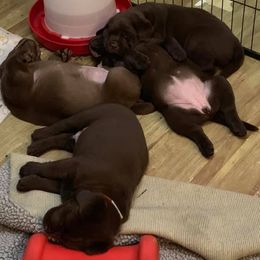 Labrador Retriever Puppies from Sampson Labrador Retrievers