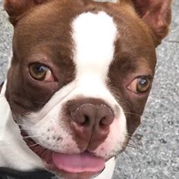 Boston Terriers from McClure's Bostons