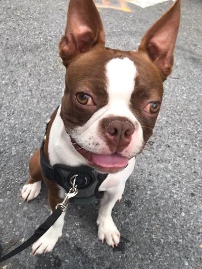 McClure's Bostons in Washington, D.C. | Boston Terrier puppies | Good Dog