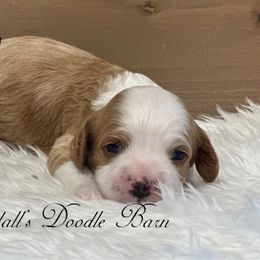 Rocky - Red and white male Cockapoo puppy in Payson, Utah from Crandall’s Doodle Barn
