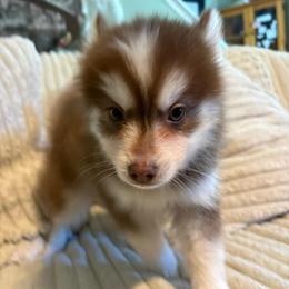 Pyro - Chocolate male Pomsky puppy in Valparaiso, Indiana from Valparaiso Pomskys