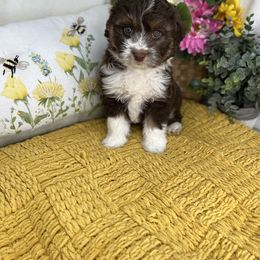 Aussiedoodle, Bernedoodle, and Goldendoodle Puppies from Little Golden Farm