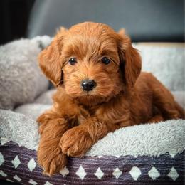 Buzz - Red  male Goldendoodle puppy in Wharton, Texas from Little Fur Friends