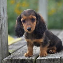 Garnet is 4000dollars - Red female Dachshund puppy in Crystal, Michigan from Mare-bella Dachshunds