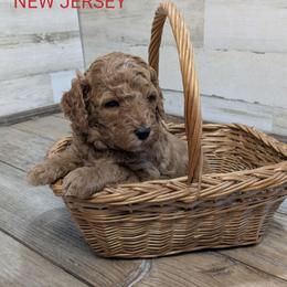New Jersey - Red  male Goldendoodle puppy in Cambridge, Minnesota from Country Meadow Doodles