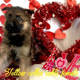 Yellow collar - Sable female German Shepherd puppy in Canterbury, Connecticut from Nachtwaechter German Shepherds, LLC