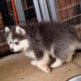 Deja's boy - Blue male Pomsky puppy in Enid, Oklahoma from Mile Hi Pomskies