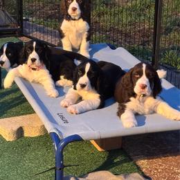 English Springer Spaniel puppies from Divine Spaniels ( Home of English Springers and English Cockers )