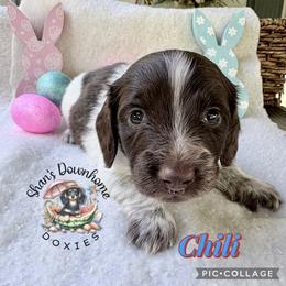 Chili - Piebald male Dachshund puppy in Hockley, Texas from Shans Down Home Doxies