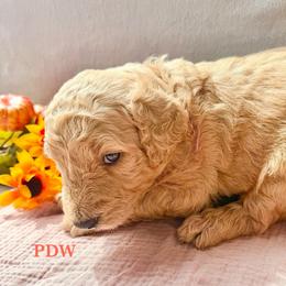 Red Collar Female - Apricot female Goldendoodle puppy in Conway, South Carolina from Poodle Doodle World