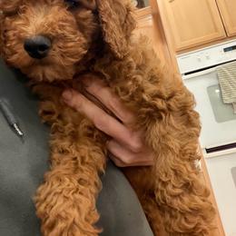 Girl 3 - Red  female Goldendoodle puppy in Shingle Springs, California from California Double Doodles