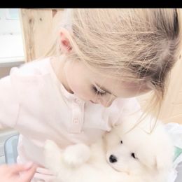 Samoyed Puppies from OrangeLine Samoyeds
