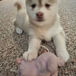 Girl 2 - Red and white Pomsky puppy in Gloucester, Virginia from Roaring Springs Pomsky