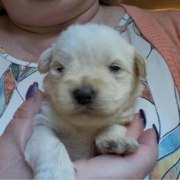 Ellie - White female Miniature Schnauzer puppy in Hull, Georgia from Ardent Miniature Schnauzers of Athens