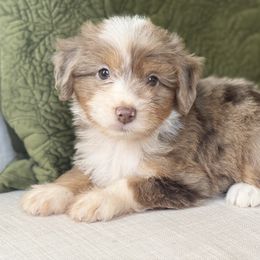 Beach Towel ⛱️ - Red merle male Aussiedoodle puppy in Granbury, Texas from Triple Cross Doodles