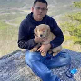 Golden Retriever Puppies from All shades Golden
