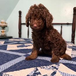 Abigail Adams - Phantom female Poodle puppy in Fairfield, North Carolina from Leaning T Ranch