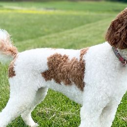 Bernedoodles, Cavapoos, Goldendoodles, and Poodles from Gravelle Family Farm