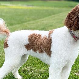 Bernedoodles, Cavapoos, Goldendoodles, and Poodles from Gravelle Family Farm