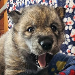 5 (pink) - Agouti and white female Siberian Husky puppy in Dane, Wisconsin from Sunny Hurricane Siberians