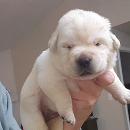 Tulip - Yellow female Labrador Retriever puppy in Braselton, Georgia from Bel Amour