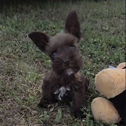 Itty Bitty - Liver male Miniature Schnauzer puppy in Panama City, Florida from Emerald Coast Schnauzers