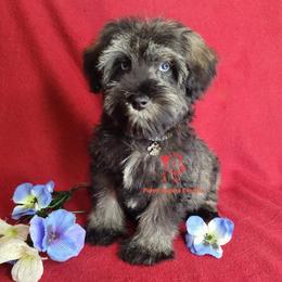 Boy 2 - male Miniature Schnauzer puppy in Fairhope, Alabama from Puppy Sugars Kennels