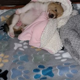 Collie Puppies from Qualteri Collies