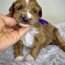 Purple - Red female Australian Labradoodle puppy in Antelope, California from Adorable Labradoodle