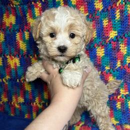Kane, green collar - Apricot male Maltipoo puppy in Clover, South Carolina from Cudi’s Buddies