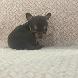 Miss.Potts - Chocolate and tan female Chihuahua puppy in Fort Myers, Florida from Gulfshore Chihuahuas
