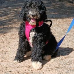 Jessie (Potty and Crate Trained) - Black and white female Bernedoodle puppy in Mariposa, California from Ginger & Spice Farm Puppies