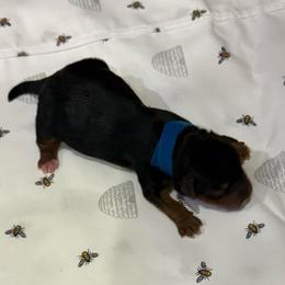 Dark Blue - Black and tan female Yorkshire Terrier puppy in North Las Vegas, Nevada from KD's Yorkshire Terriers