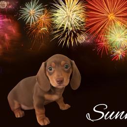 Dachshund Puppies from Vibrant Eyes Doxies