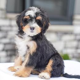 Spunky - Tri-color male Bernedoodle puppy in Dundee, Ohio from Down Home Doodle