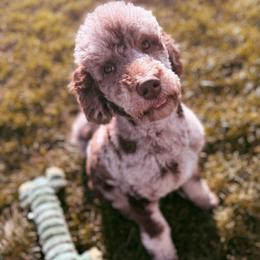 Wendy - Merle female Goldendoodle puppy in Eureka, California from North Coast Doodles