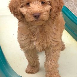 Goldendoodle Puppies from Old Home Place Doodles