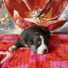 Stella - Blue merle female Border Collie puppy in Hartsville, South Carolina from Wiggles 4 Life