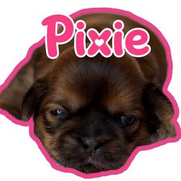 Pixie - Brindle female Shih Tzu puppy in San Tan Valley, Arizona from My Puppy Tzu
