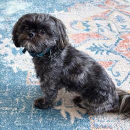 Tucker - Shih Tzu