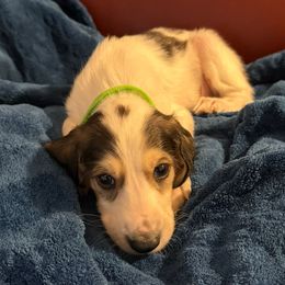 Green Boy - White male Saluki puppy in Los Angeles, California from Srinagar Salukis